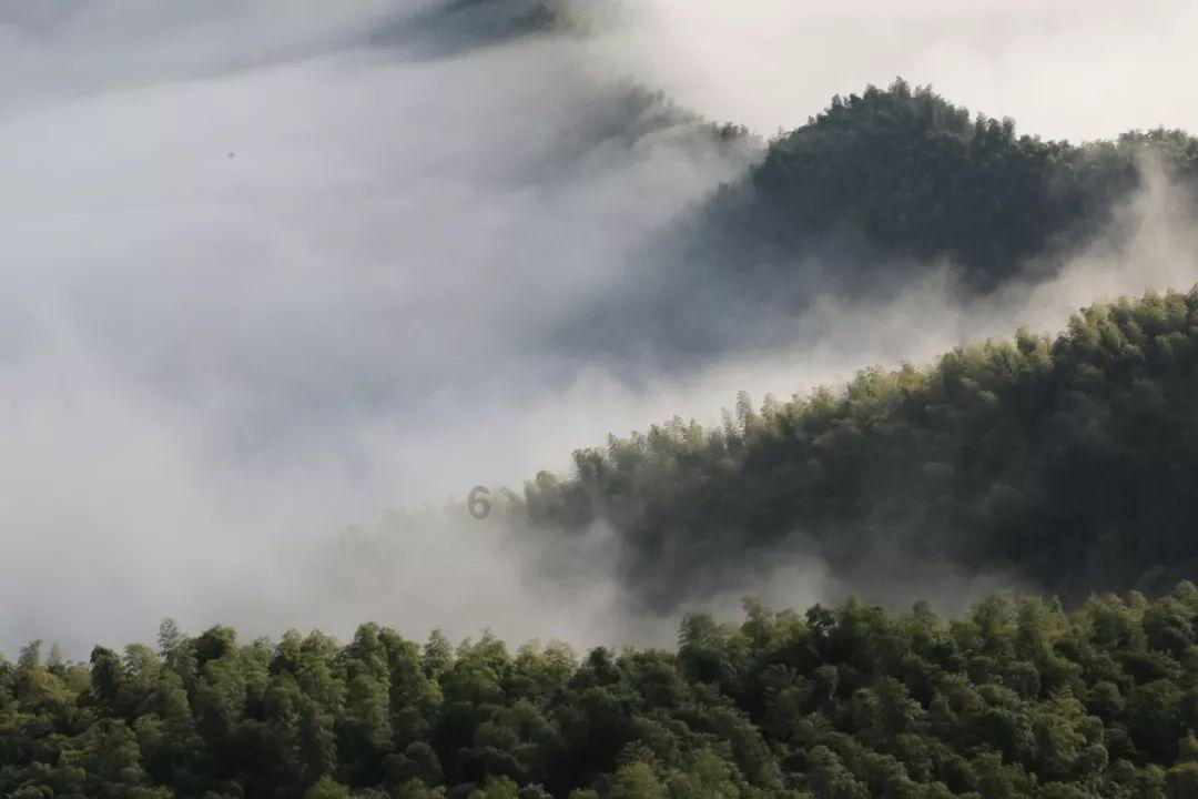 逃离野丛之森